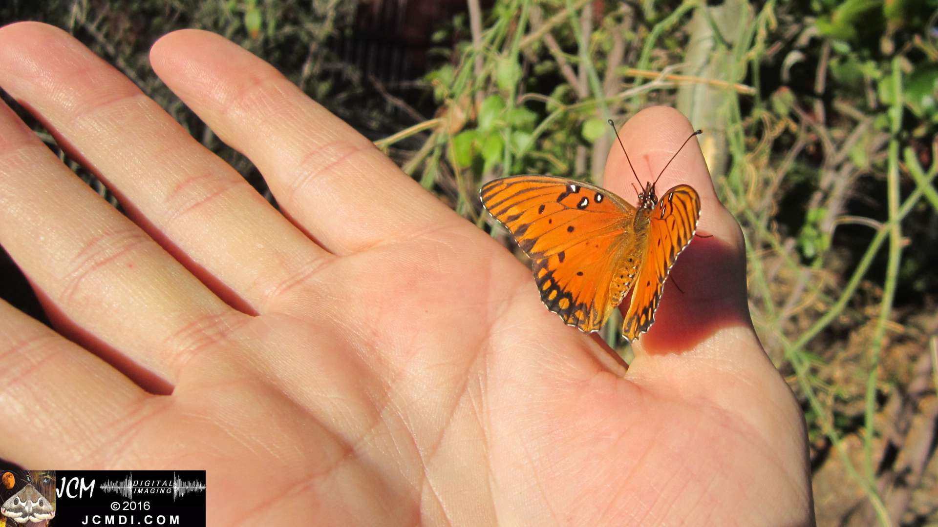 A Gulf Fritillary butterfly being released at the end of the life cycle-rearing documentary project